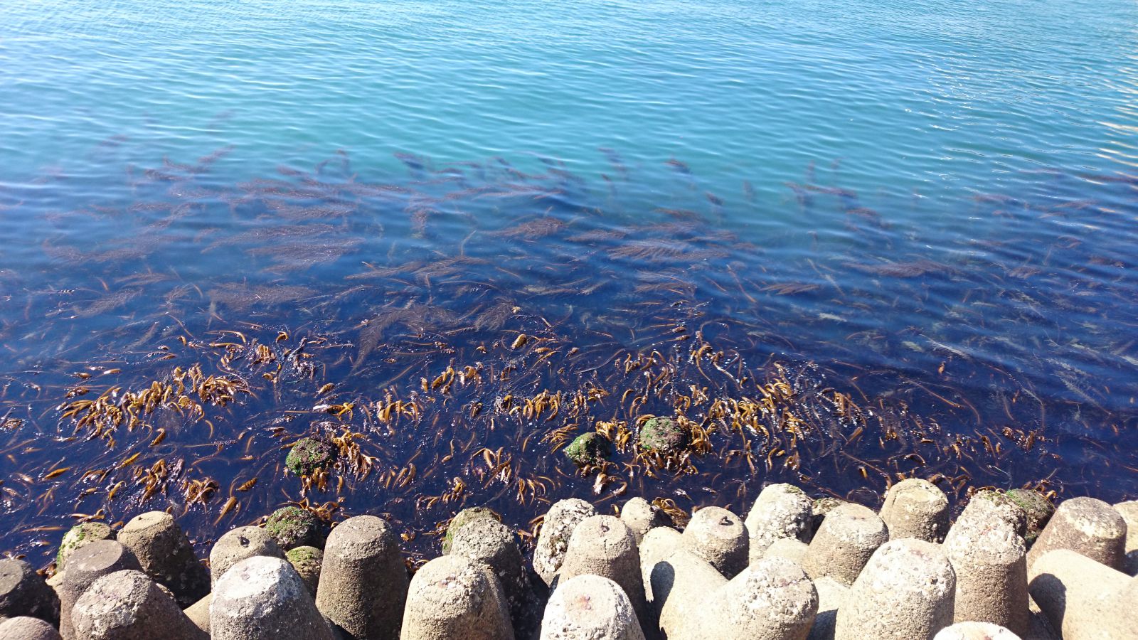 付近は海藻が生い茂る好ポイント