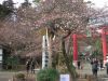 塩竈神社の四季桜
