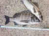 ｻｲｽﾞが釣行のたび小さくなる