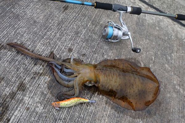 和歌山のアオリイカの釣り場 海の釣り場情報