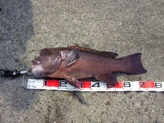 コブダイの釣り場 海の釣り場情報