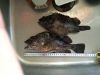 こんなの釣れました