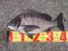 ⑦クロダイ41cm by撮り旅猫ひろさむ ⑦クロダイ41cm by撮り旅猫ひろさむ