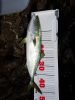 マゴチ43cm