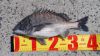 ⑨黒鯛38.5cm by撮り旅猫ひろさむ