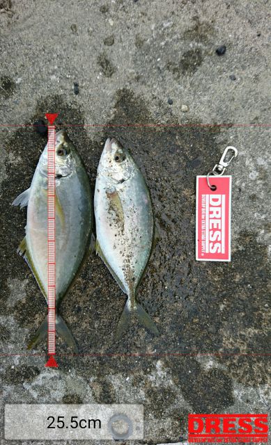 シマアジの釣り場 海の釣り場情報