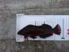 アイナメ24cm アイナメ24cm