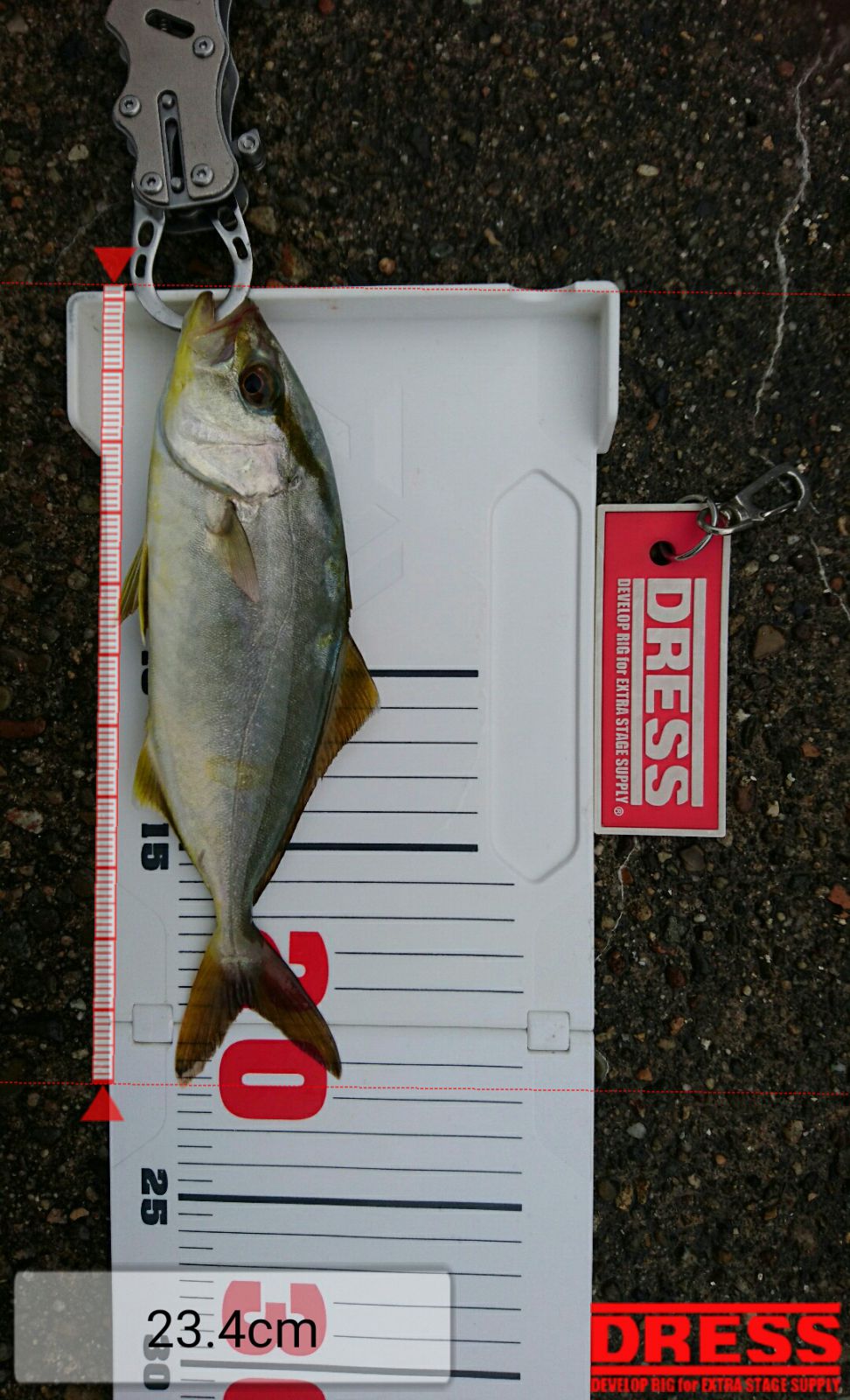 ショオゴ(カンパチの幼魚21.5cm)