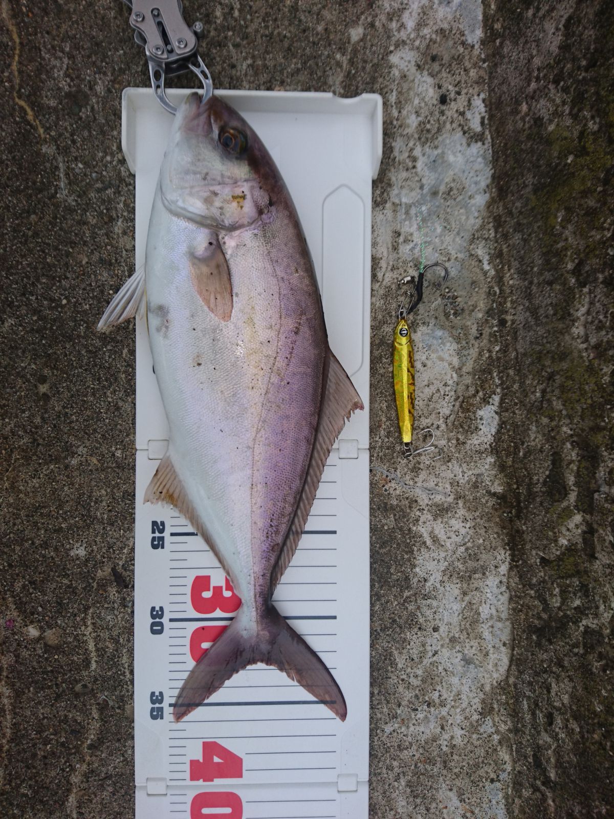 シオゴ(カンパチの若魚36.5cm)