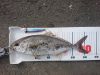 9.16 ショオゴ(カンパチの幼魚) 9.16 ショオゴ(カンパチの幼魚)