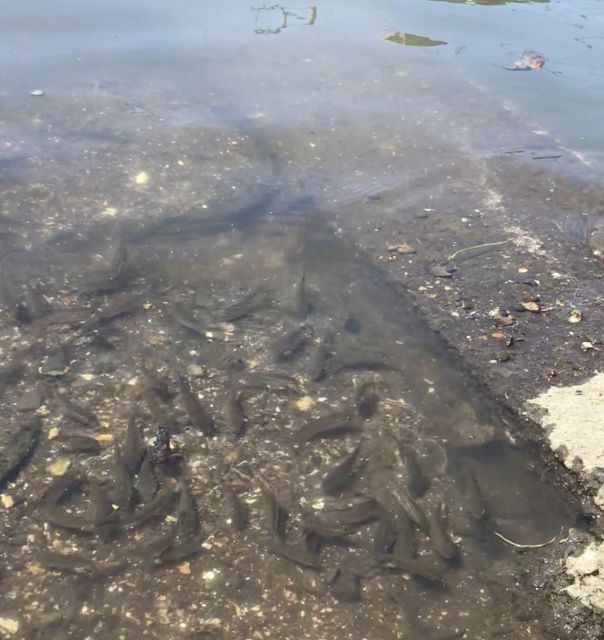 船橋港 海の釣り場情報