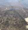 草魚の群れ