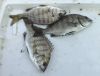クロダイの若魚3匹 クロダイの若魚3匹