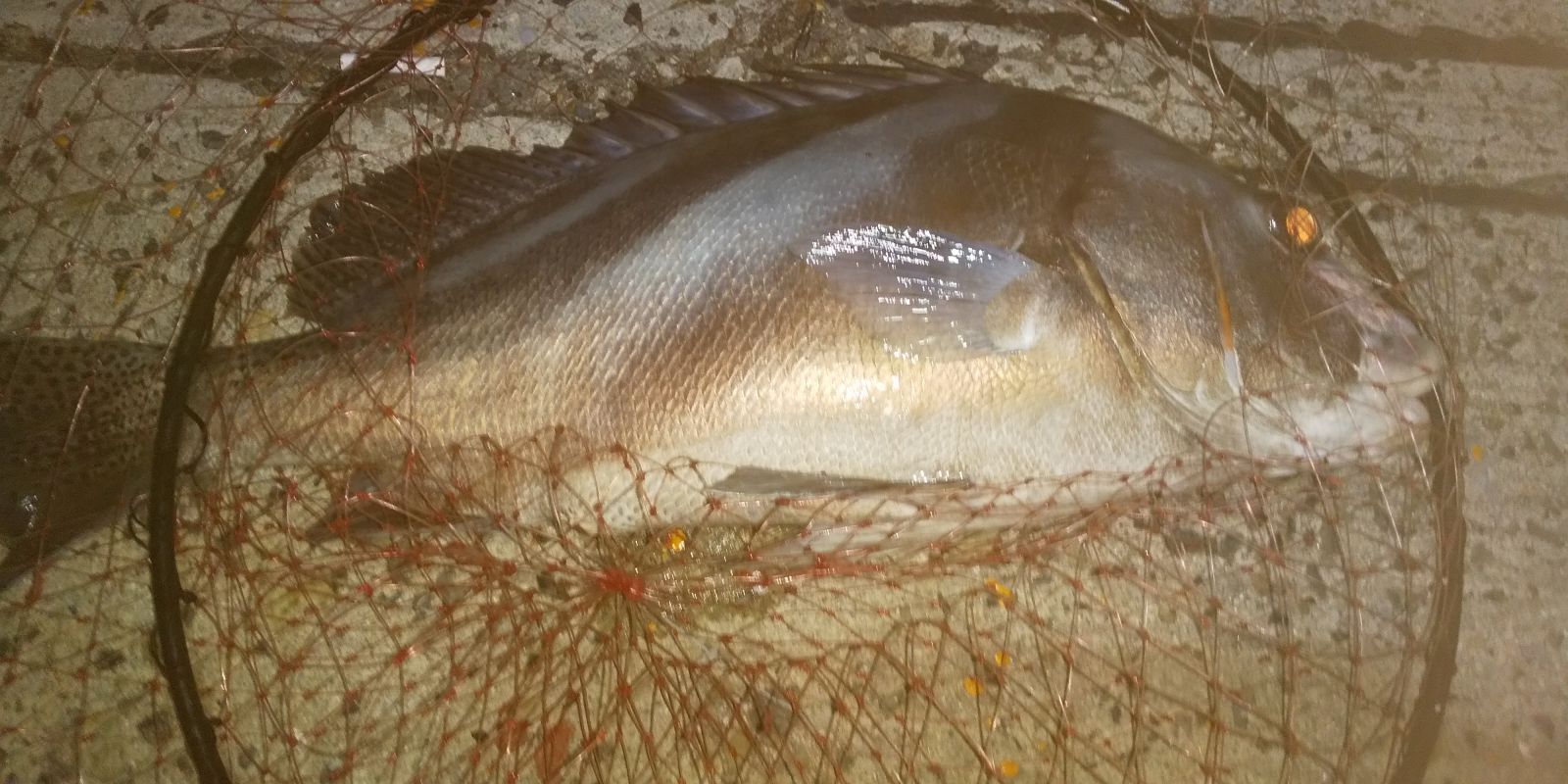 コショウダイが夜釣りで釣れました60cm