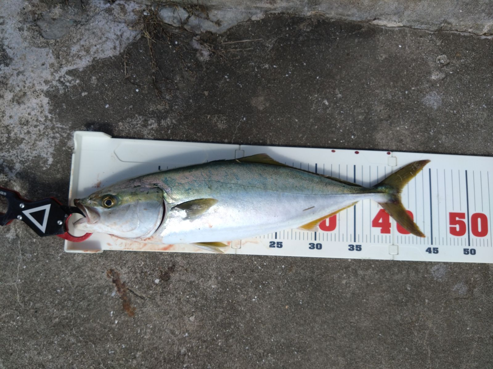 イナダ(45cm)