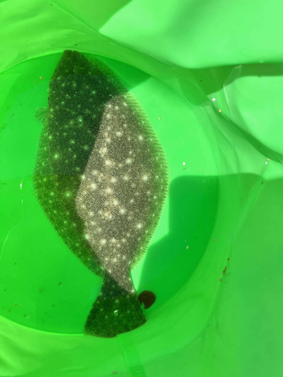 昼間の投げ釣り。釣果カレイ1匹
