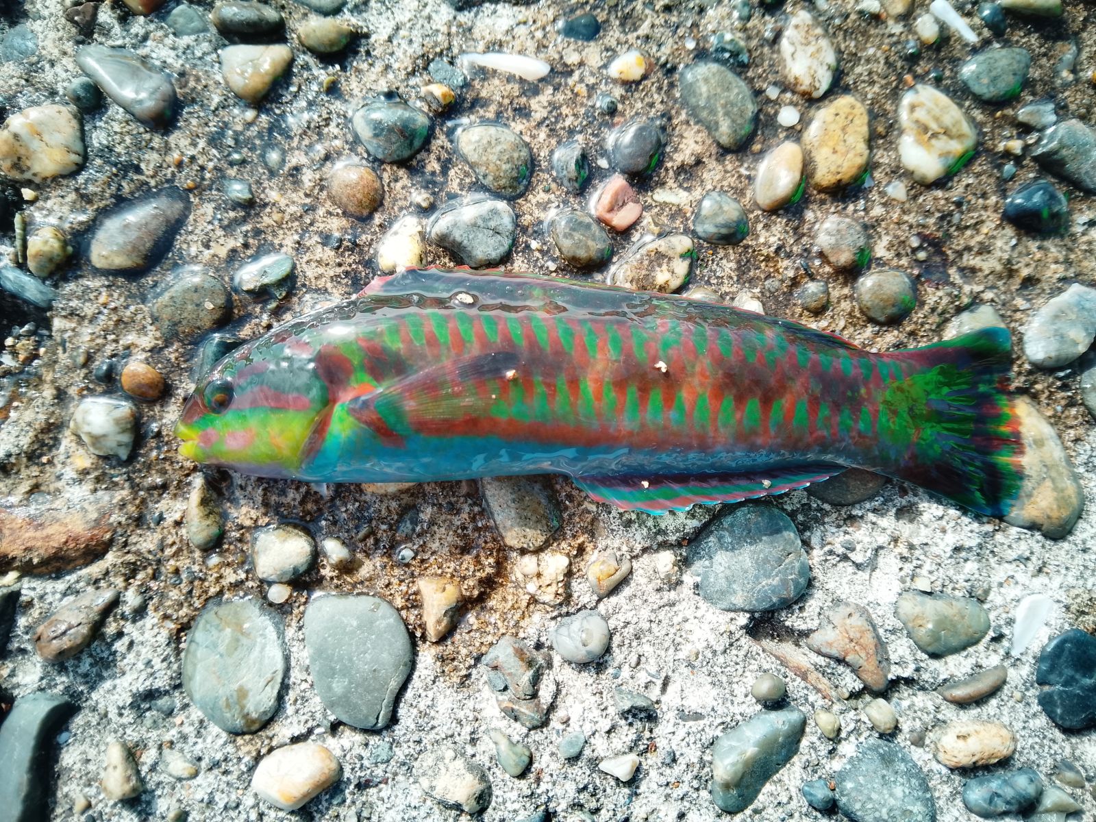 ニシキベラ　13cmほど