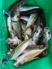 呼子アジ子釣り 呼子アジ子釣り