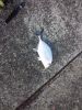 アジングで アジングで