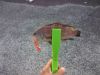 ナノラバで ナノラバで