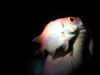 アジングで アジングで